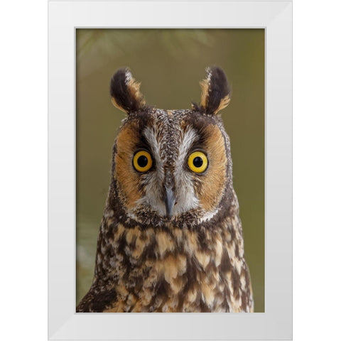 Long-eared owl-Asio otus-controlled situation-Montana White Modern Wood Framed Art Print by Jones, Adam