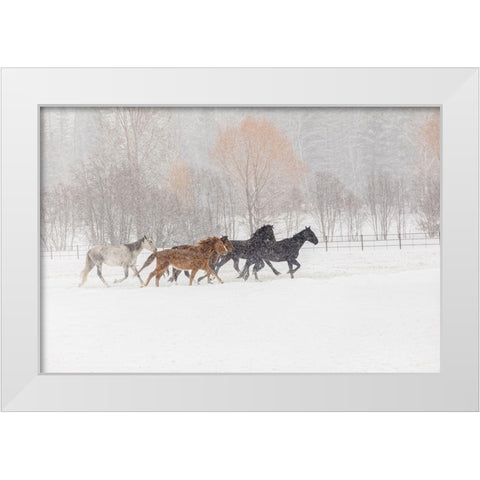 Horses during winter roundup-Kalispell-Montana White Modern Wood Framed Art Print by Jones, Adam