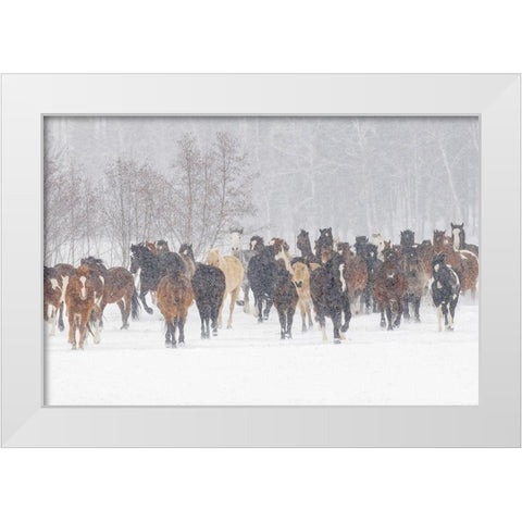 Horses during winter roundup-Kalispell-Montana White Modern Wood Framed Art Print by Jones, Adam