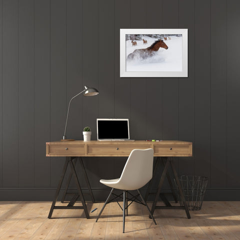 Horses running through fresh snow during roundup-Kalispell-Montana White Modern Wood Framed Art Print by Jones, Adam