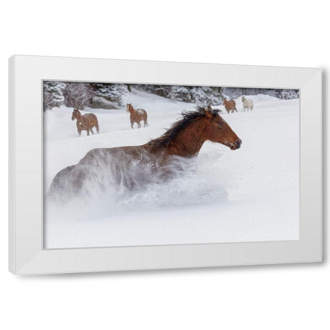 Horses running through fresh snow during roundup-Kalispell-Montana White Modern Wood Framed Art Print by Jones, Adam