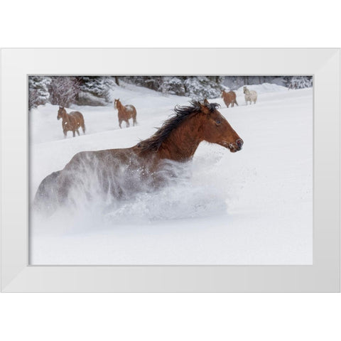 Horses running through fresh snow during roundup-Kalispell-Montana White Modern Wood Framed Art Print by Jones, Adam