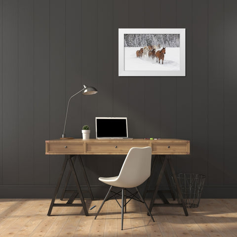 Horses running through fresh snow during roundup-Kalispell-Montana White Modern Wood Framed Art Print by Jones, Adam