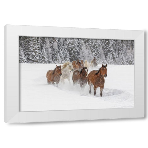 Horses running through fresh snow during roundup-Kalispell-Montana White Modern Wood Framed Art Print by Jones, Adam