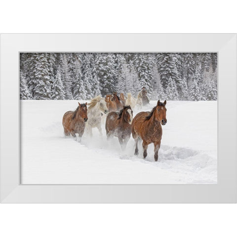 Horses running through fresh snow during roundup-Kalispell-Montana White Modern Wood Framed Art Print by Jones, Adam