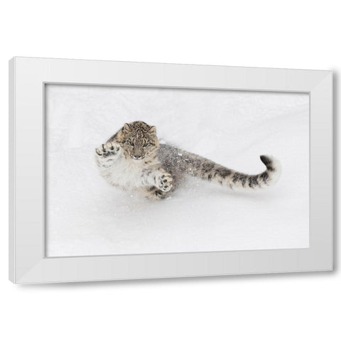 Snow leopard-Panthera uncia controlled situation-Montana White Modern Wood Framed Art Print by Jones, Adam