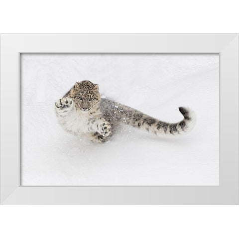 Snow leopard-Panthera uncia controlled situation-Montana White Modern Wood Framed Art Print by Jones, Adam