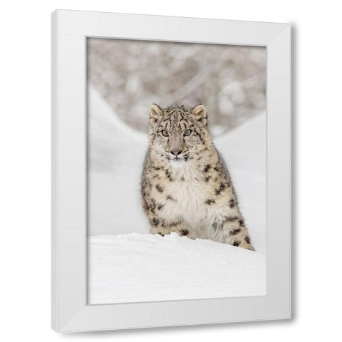 Snow leopard-Panthera uncia controlled situation-Montana White Modern Wood Framed Art Print by Jones, Adam