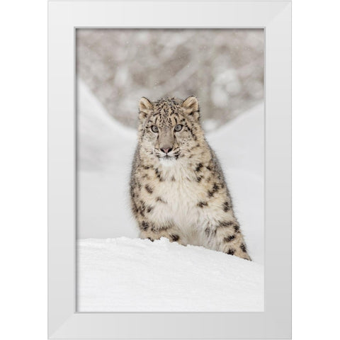 Snow leopard-Panthera uncia controlled situation-Montana White Modern Wood Framed Art Print by Jones, Adam
