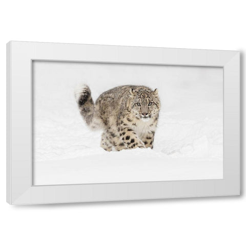 Snow leopard-Panthera uncia controlled situation-Montana White Modern Wood Framed Art Print by Jones, Adam