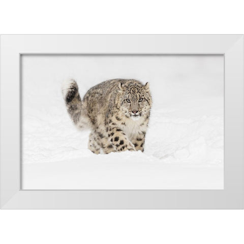 Snow leopard-Panthera uncia controlled situation-Montana White Modern Wood Framed Art Print by Jones, Adam