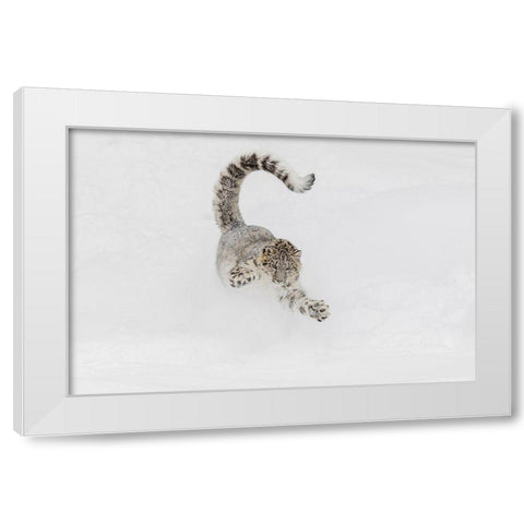 Snow leopard-running through snow-Panthera uncia controlled situation-Montana White Modern Wood Framed Art Print by Jones, Adam