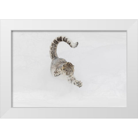 Snow leopard-running through snow-Panthera uncia controlled situation-Montana White Modern Wood Framed Art Print by Jones, Adam