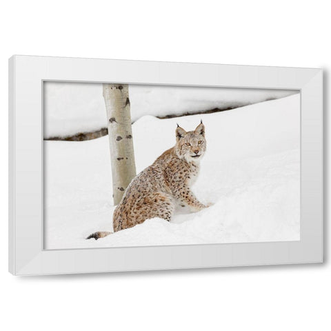 Siberian lynx in winter-Lynx lynx Wrangel controlled situation White Modern Wood Framed Art Print by Jones, Adam