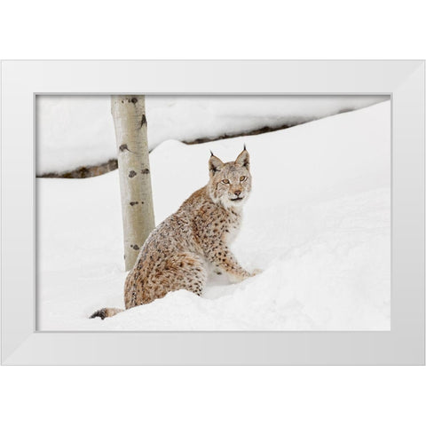Siberian lynx in winter-Lynx lynx Wrangel controlled situation White Modern Wood Framed Art Print by Jones, Adam