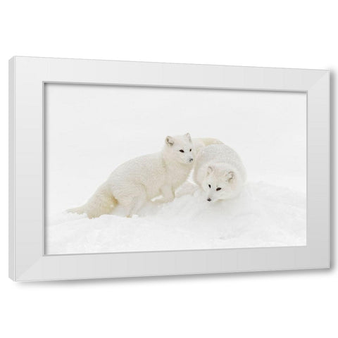 Arctic fox in winter coat on snow-Vulpes lagopus-controlled situation White Modern Wood Framed Art Print by Jones, Adam