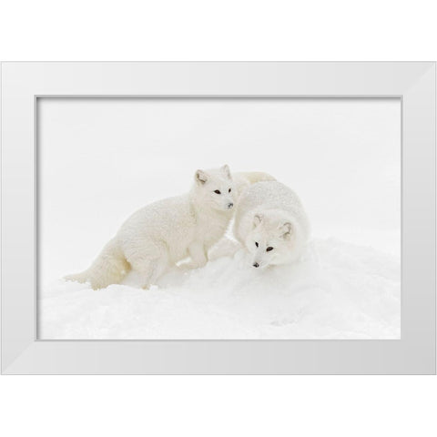 Arctic fox in winter coat on snow-Vulpes lagopus-controlled situation White Modern Wood Framed Art Print by Jones, Adam