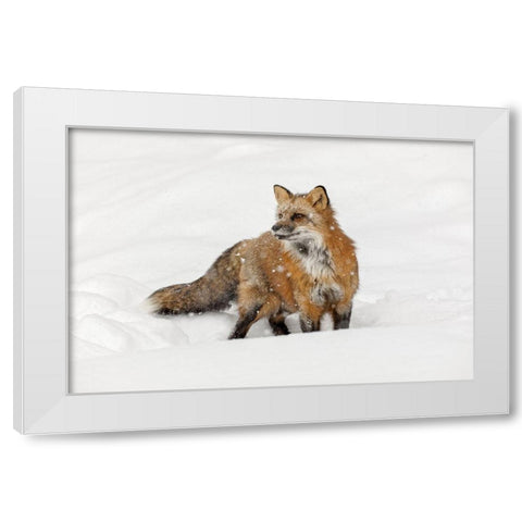 Red fox in fresh winter snow-Vulpes vulpes-controlled situation-Montana White Modern Wood Framed Art Print by Jones, Adam