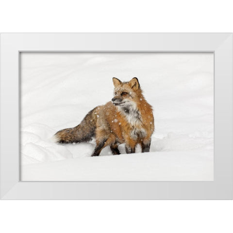 Red fox in fresh winter snow-Vulpes vulpes-controlled situation-Montana White Modern Wood Framed Art Print by Jones, Adam