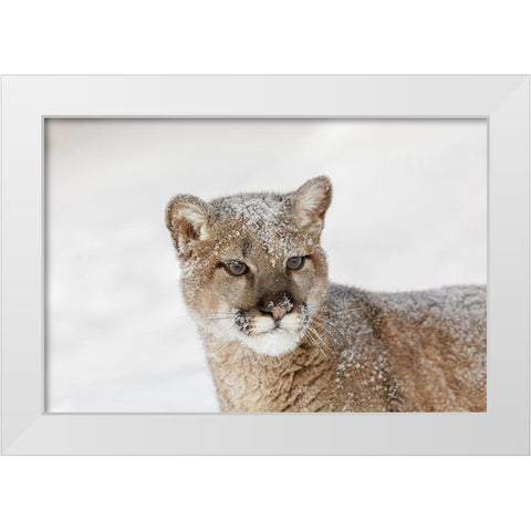 Juvenile mountain lion in deep winter snow-controlled situation-Montana-Puma concolor White Modern Wood Framed Art Print by Jones, Adam