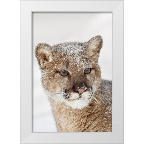 Juvenile mountain lion in deep winter snow-controlled situation-Montana-Puma concolor White Modern Wood Framed Art Print by Jones, Adam