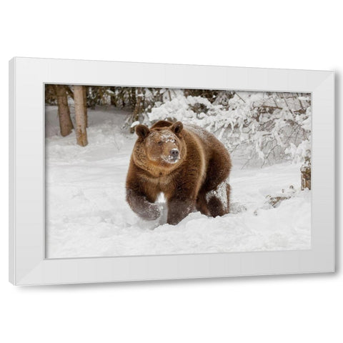 Grizzly bear in deep winter snow-Ursus arctic-controlled situation-Montana White Modern Wood Framed Art Print by Jones, Adam