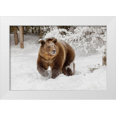 Grizzly bear in deep winter snow-Ursus arctic-controlled situation-Montana White Modern Wood Framed Art Print by Jones, Adam