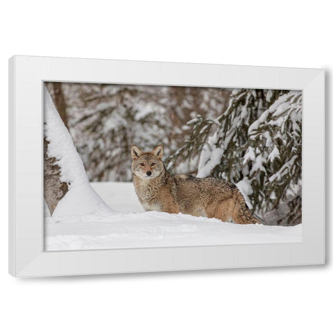 Coyote in deep winter snow-Canis latrans-controlled situation-Montana White Modern Wood Framed Art Print by Jones, Adam