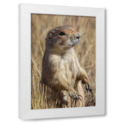 Black-tailed prairie dog-Greycliff Prairie Dog Town State Park-near Livingston-Montana White Modern Wood Framed Art Print by Jones, Adam