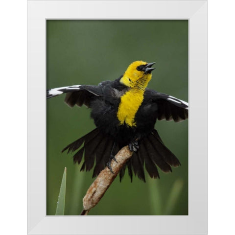 MT, Great Falls Yellow-headed blackbird sings White Modern Wood Framed Art Print by Morris, Arthur