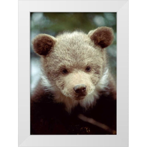 Montana, Rescued grizzly bear cub White Modern Wood Framed Art Print by Zuckerman, Jim