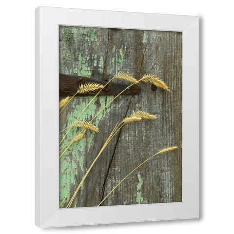 USA, Montana Grasses on old fence of a homestead White Modern Wood Framed Art Print by Rotenberg, Nancy