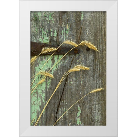 USA, Montana Grasses on old fence of a homestead White Modern Wood Framed Art Print by Rotenberg, Nancy