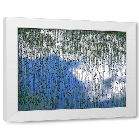 MT, Glacier NP Reflection of teasels and clouds White Modern Wood Framed Art Print by Terrill, Steve