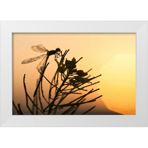 MT, Lee Metcalf NWR Silhouette of damselfly White Modern Wood Framed Art Print by Rotenberg, Nancy