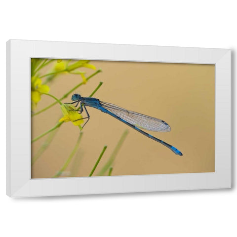MT, Lee Metcalf NWR Blue damselfly on plant White Modern Wood Framed Art Print by Rotenberg, Nancy