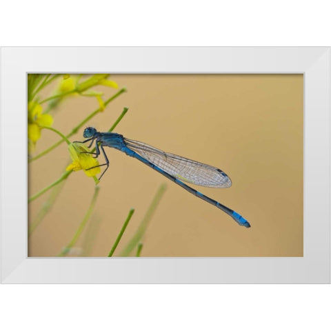 MT, Lee Metcalf NWR Blue damselfly on plant White Modern Wood Framed Art Print by Rotenberg, Nancy