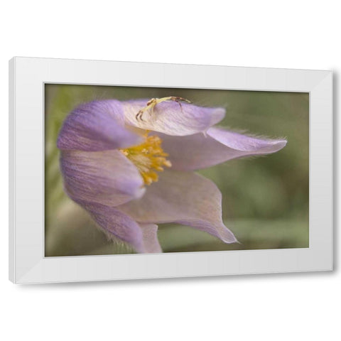 MT, Crab spider on a pasque flower White Modern Wood Framed Art Print by Paulson, Don