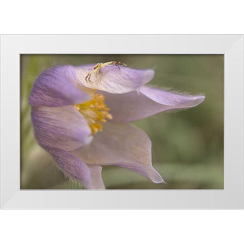 MT, Crab spider on a pasque flower White Modern Wood Framed Art Print by Paulson, Don