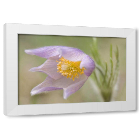 Montana, Pine Butte Guest Ranch Pasque flower White Modern Wood Framed Art Print by Paulson, Don