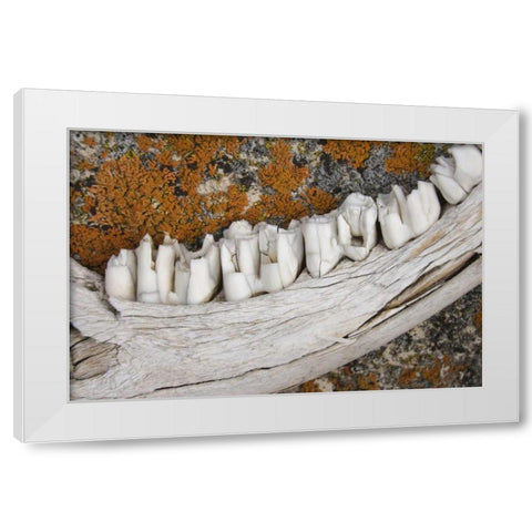 MT Weathered jaw bone of deer and lichen on rock White Modern Wood Framed Art Print by Paulson, Don