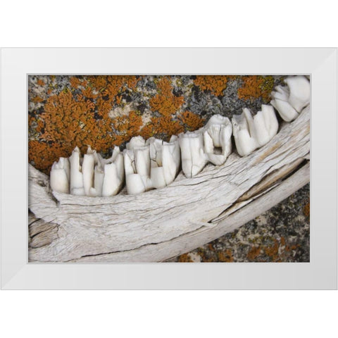 MT Weathered jaw bone of deer and lichen on rock White Modern Wood Framed Art Print by Paulson, Don