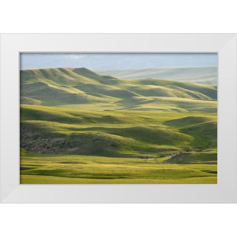 MT, Rocky Mt, Green hills east of Great Falls White Modern Wood Framed Art Print by Paulson, Don