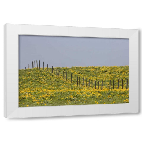 MT, Rocky Mts Balsamroot in field with fence White Modern Wood Framed Art Print by Paulson, Don