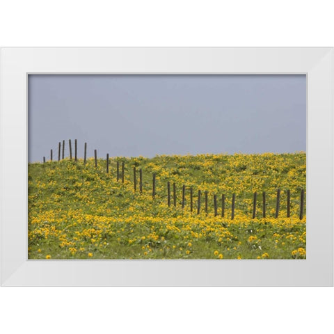MT, Rocky Mts Balsamroot in field with fence White Modern Wood Framed Art Print by Paulson, Don