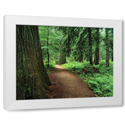 MT, Kootenai NF Trail amid ferns and cedar trees White Modern Wood Framed Art Print by Flaherty, Dennis