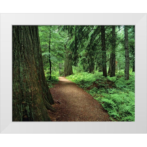 MT, Kootenai NF Trail amid ferns and cedar trees White Modern Wood Framed Art Print by Flaherty, Dennis