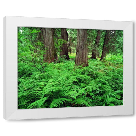 MT, Kootenai NF, Lush ferns and cedar trees White Modern Wood Framed Art Print by Flaherty, Dennis