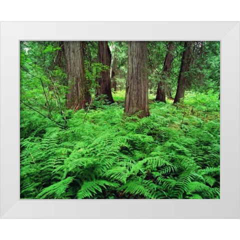 MT, Kootenai NF, Lush ferns and cedar trees White Modern Wood Framed Art Print by Flaherty, Dennis