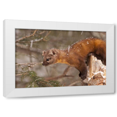 USA, Montana Pine marten, Martes americana White Modern Wood Framed Art Print by Illg, Cathy and Gordon